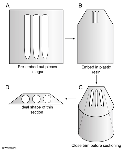 EMSTSFIG 1: Essential steps in embedding and trimming small pieces.